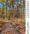 the autumn forest shows the beauty of fall foliage, the leaves on trees are painted in vibrant colors against the blue sky 122183443