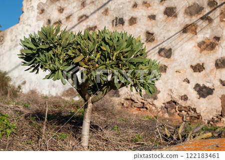 Green small tree, Lanzarote, Canary Islands, Spain 122183461