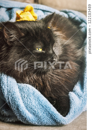 Black cat lying in a blue blanket. Pet, animal, kitten. Black cat lying in a blue blanket. Pet, animal, kitten. 122183489