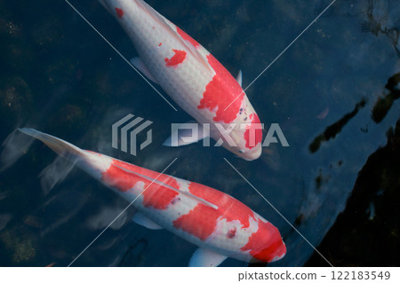 岡山後樂園的鯉魚 122183549