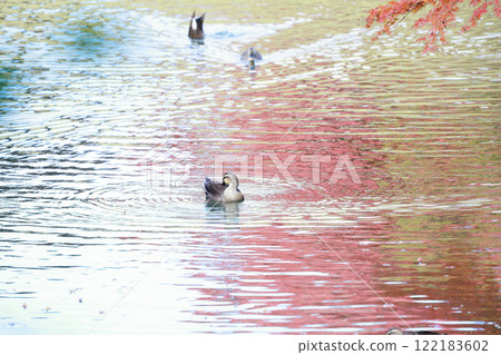 Okayama Korakuen Autumn leaves and wild birds Ducks Okayama Korakuen Autumn leaves and wild birds Ducks 122183602