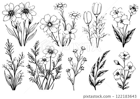 Hand drawn ink sketch of meadow wild flower set. Engraved style vector illustration. 122183643