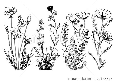 Hand drawn ink sketch of meadow wild flower set. Engraved style vector illustration. Hand drawn ink sketch of meadow wild flower set. Engraved style vector illustration. 122183647
