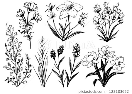 Hand drawn ink sketch of meadow wild flower set. Engraved style vector illustration. Hand drawn ink sketch of meadow wild flower set. Engraved style vector illustration. 122183652