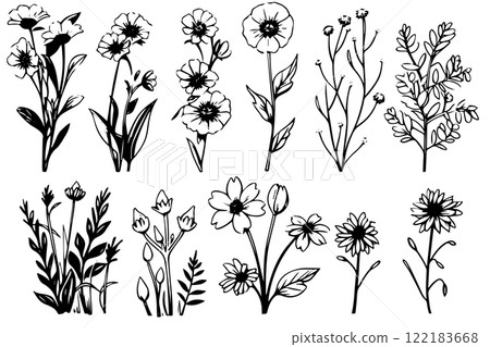 Hand drawn ink sketch of meadow wild flower set. Engraved style vector illustration. Hand drawn ink sketch of meadow wild flower set. Engraved style vector illustration. 122183668