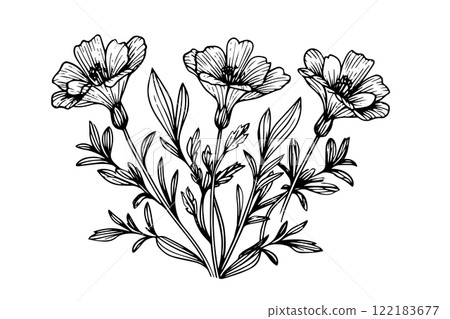 Hand drawn ink sketch of meadow wild flower. Engraved style vector illustration. Hand drawn ink sketch of meadow wild flower. Engraved style vector illustration. 122183677
