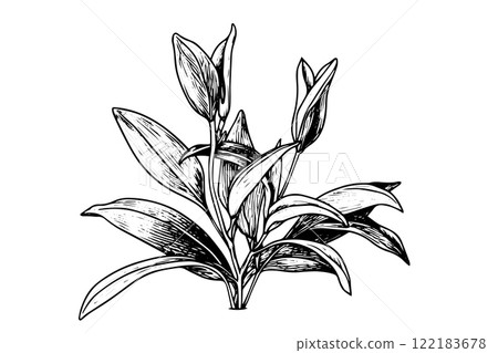 Hand-drawn ink sketch of minimal plant, black forts for graphic design. Engraved style vector illustration. Hand-drawn ink sketch of minimal plant, black forts for graphic design. Engraved style vector illustration. 122183678