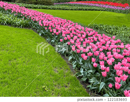 Pink tulips, flowers planted decoratively in garden on spring day, colorful blooming flowerbed natural background, park Keukenhof European tourist attraction in the Netherlands, symbol of this country Pink tulips, flowers planted decoratively in garden on spring day, colorful blooming flowerbed natural background, park Keukenhof European tourist attraction in the Netherlands, symbol of this country 122183693