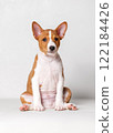 Portrait of adorable 2 month old red colored basenji puppy sitting on white background.  122184426