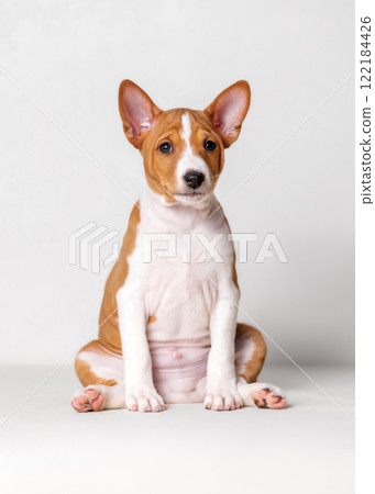 Portrait of adorable 2 month old red colored basenji puppy sitting on white background. Portrait of adorable 2 month old red colored basenji puppy sitting on white background. 122184426