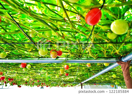 Ecorin Village番茄之森（北海道惠庭市） 122185884