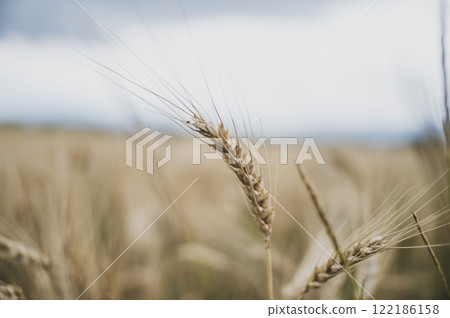 Golden wheat growing in the field 122186158