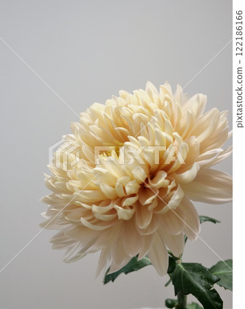 Cream colored chrysanthemum flowers Cream colored chrysanthemum flowers 122186166
