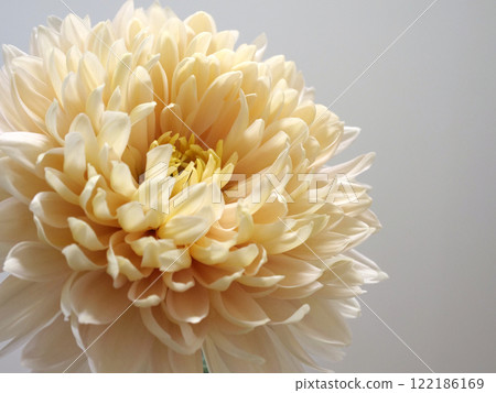 奶油色的菊花 122186169