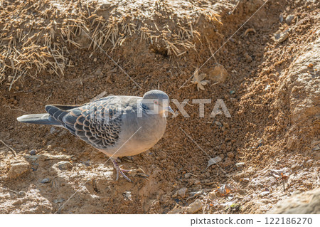 斑鳩 (Yamabat) 斑鳩 (Yamabat) 122186270