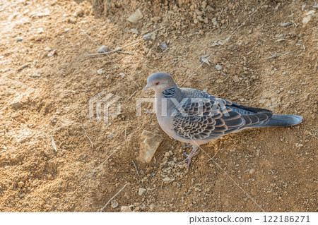 斑鳩 (Yamabat) 122186271