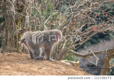 日本獼猴嵐山猴子公園岩田山 122186273