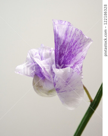 Purple sweet pea flowers 122186328