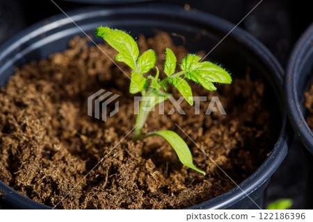 Small green seedling growing in a plastic pot. Isolated on white background. Small green seedling growing in a plastic pot. Isolated on white background. 122186396