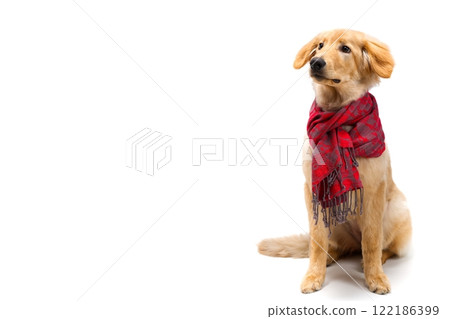 Adorable Cute Puppy Wearing a Stylish Tartan Scarf While Sitting on a Cozy Carpet Adorable Cute Puppy Wearing a Stylish Tartan Scarf While Sitting on a Cozy Carpet 122186399