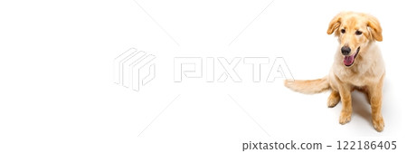 Playful golden retriever puppy sitting on a bright white background with a joyful expression Playful golden retriever puppy sitting on a bright white background with a joyful expression 122186405