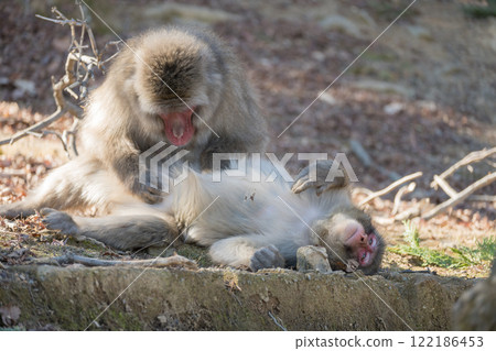 長毛的日本獼猴 Arashiyama Monkey Park Iwatayama 122186453
