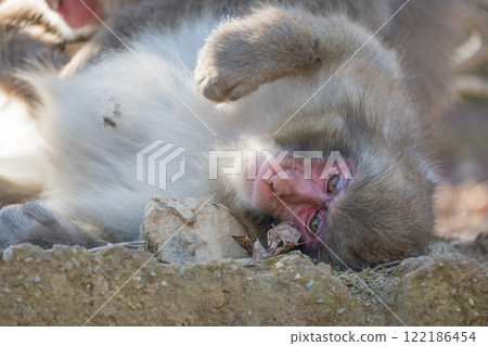 日本獼猴嵐山猴子公園岩田山 122186454