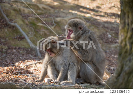 Japanese macaques that grow hair Arashiyama Monkey Park Iwatayama 122186455