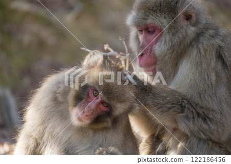 長毛的日本獼猴 Arashiyama Monkey Park Iwatayama 長毛的日本獼猴 Arashiyama Monkey Park Iwatayama 122186456
