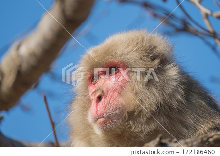 Japanese macaque Arashiyama Monkey Park Iwatayama Japanese macaque Arashiyama Monkey Park Iwatayama 122186460