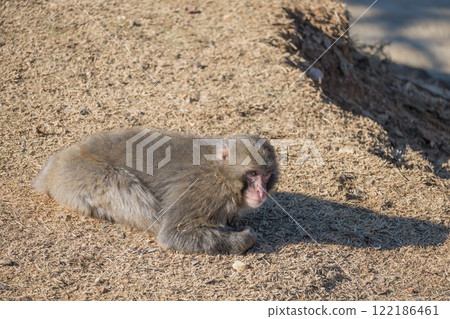Japanese macaque Arashiyama Monkey Park Iwatayama Japanese macaque Arashiyama Monkey Park Iwatayama 122186461