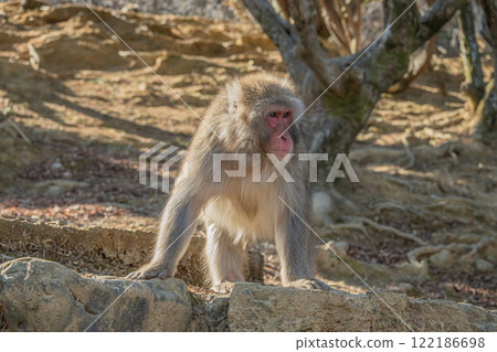 日本獼猴嵐山猴子公園岩田山 日本獼猴嵐山猴子公園岩田山 122186698