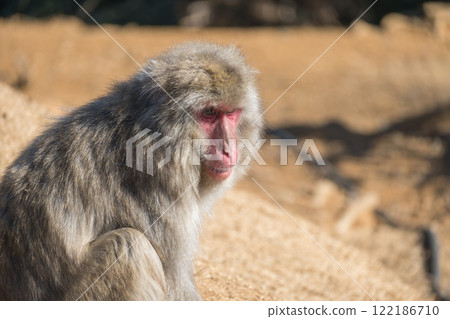 Japanese macaque Arashiyama Monkey Park Iwatayama Japanese macaque Arashiyama Monkey Park Iwatayama 122186710