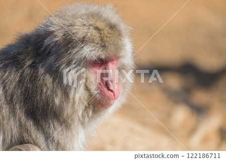 Japanese macaque Arashiyama Monkey Park Iwatayama Japanese macaque Arashiyama Monkey Park Iwatayama 122186711