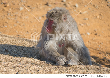 Japanese macaque Arashiyama Monkey Park Iwatayama Japanese macaque Arashiyama Monkey Park Iwatayama 122186712