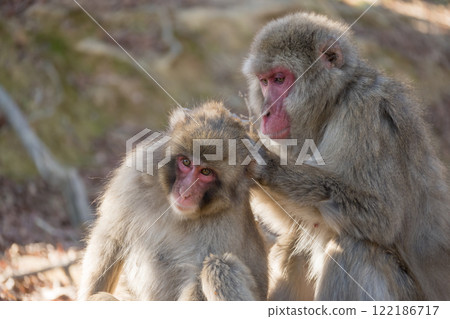 長毛的日本獼猴 Arashiyama Monkey Park Iwatayama 長毛的日本獼猴 Arashiyama Monkey Park Iwatayama 122186717