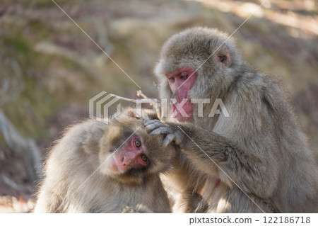 長毛的日本獼猴 Arashiyama Monkey Park Iwatayama 122186718
