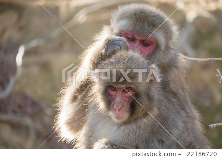 長毛的日本獼猴 Arashiyama Monkey Park Iwatayama 長毛的日本獼猴 Arashiyama Monkey Park Iwatayama 122186720