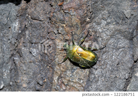 Canaven sucking sap 122186751