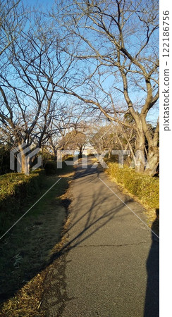 Winter Sakura Road Winter Sakura Road 122186756