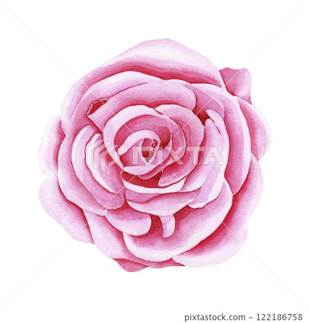Watercolor botanical flower. Garden pink rose. Realistic illustration. Hand drawn in botanical style. Image for your design Watercolor botanical flower. Garden pink rose. Realistic illustration. Hand drawn in botanical style. Image for your design 122186758