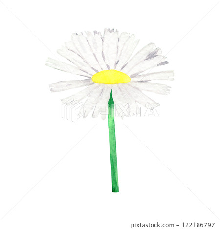 Watercolor wildflower chamomile. Botanical drawing of plant on isolated background. For your design 122186797
