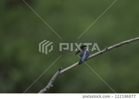 全身毛茸茸的翠鳥 全身毛茸茸的翠鳥 122186877
