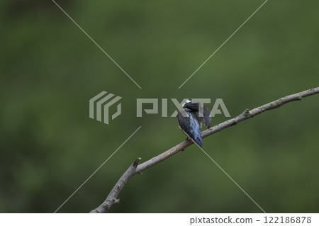 全身毛茸茸的翠鳥 全身毛茸茸的翠鳥 122186878