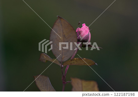 玫瑰在冬天 122187198