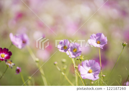 一朵可愛的波斯菊花 122187260