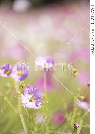 一朵可愛的波斯菊花 122187261