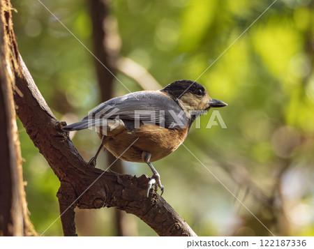 Yamagara kun 122187336