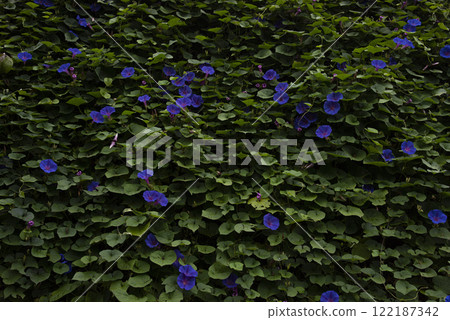 Morning glories covering the wall Morning glories covering the wall 122187342