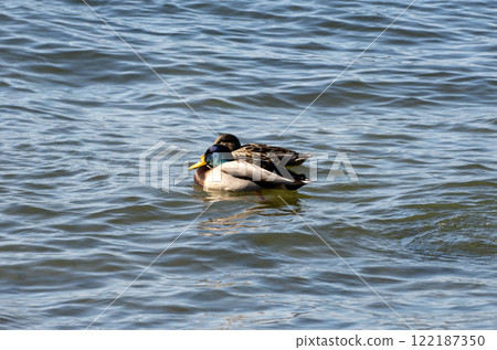 Mallard ducks overwintering in Lake Biwa in winter Mallard ducks overwintering in Lake Biwa in winter 122187350